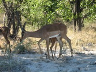 Springbock