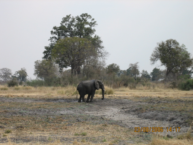 Elephantenbulle