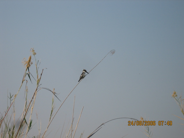 Pied Kingfisher