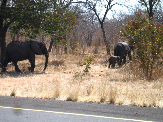 Elephanten Botswana