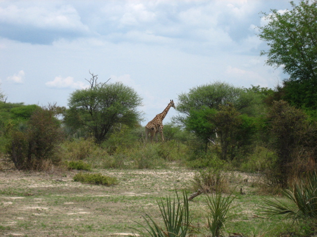 Giraffe