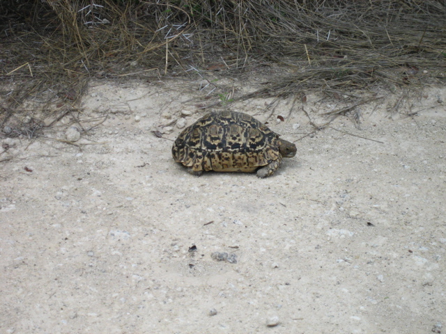 Tigerschildkr&ouml;te