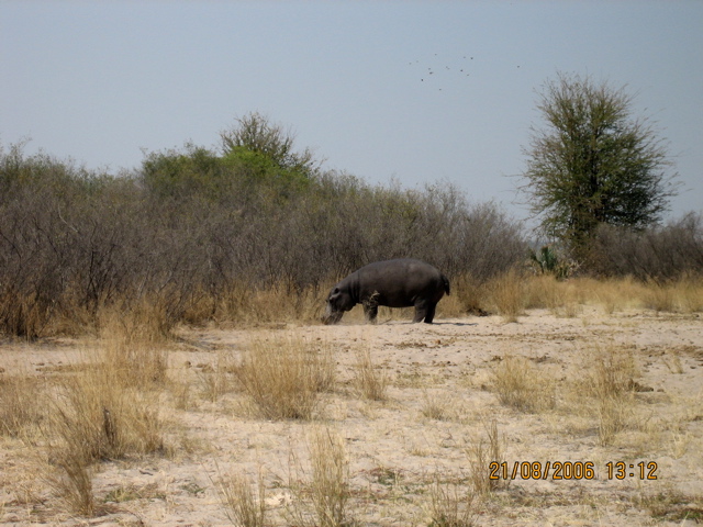 Hippo