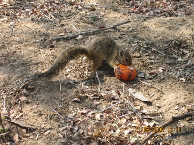 Hoernchen mit Tomate