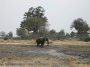 Elephantenbulle