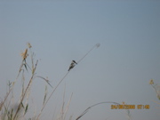 Pied Kingfisher