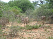 Kudu