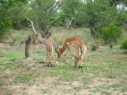 Impalas