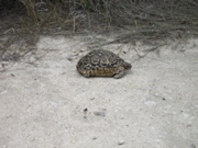 Tigerschildkr&ouml;te