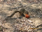 Hoernchen mit Tomate