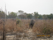 Elephanten im Caprivi Strip