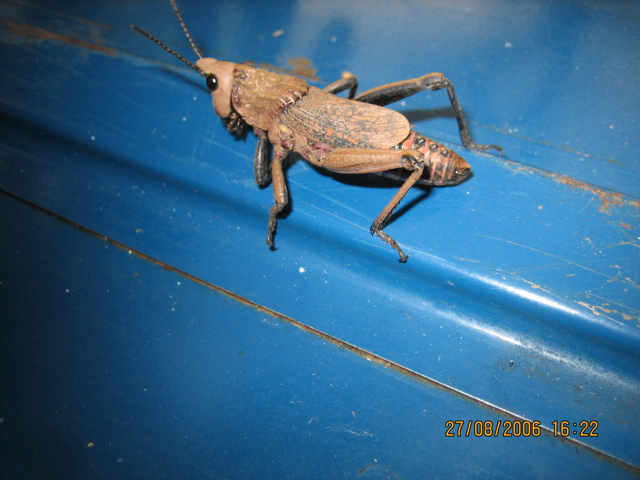Grasshopper