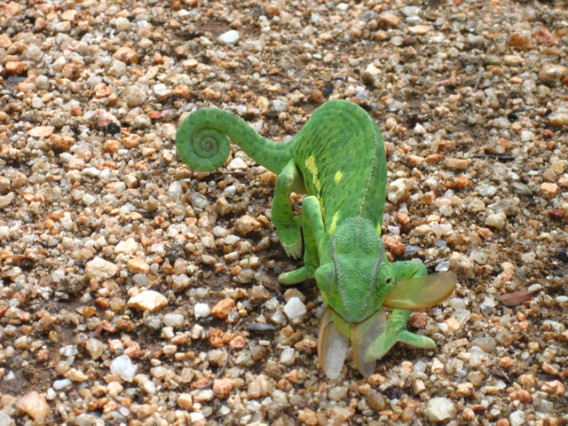 Chamaeleon 2