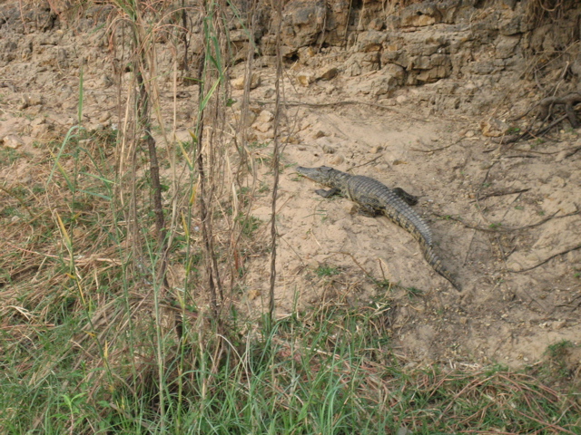 Krokodil