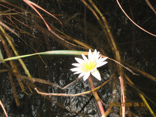 Seerose