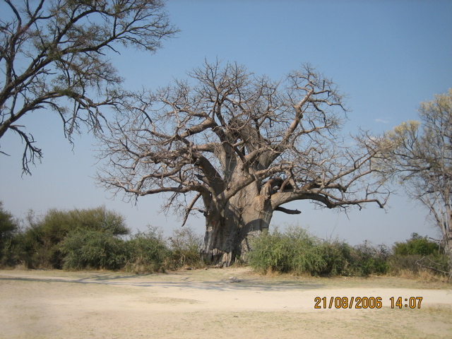 Baobab im Winter