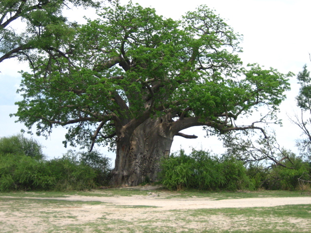Baobab im Fr&uuml;hling