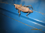 Grasshopper