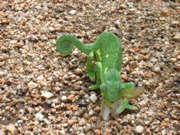 Chamaeleon 2