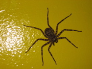 Krabbenspinne