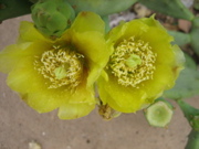Kakteenbl&uuml;te