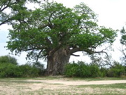 Baobab im Fr&uuml;hling