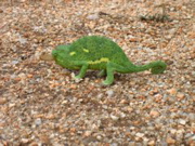 Chamaeleon 1