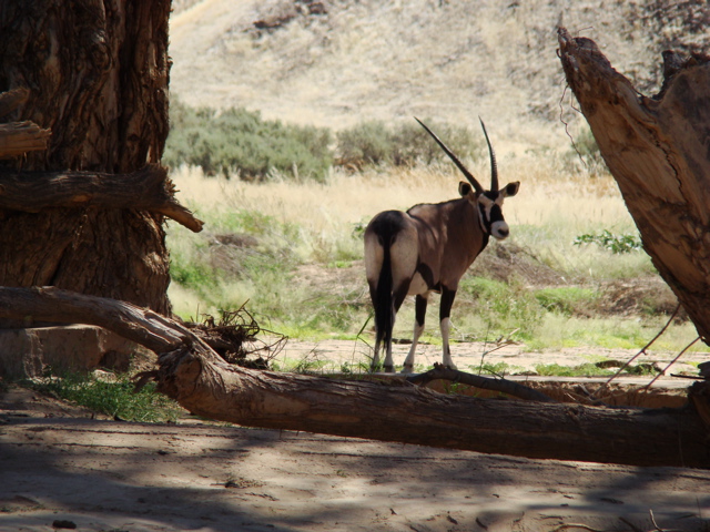 Oryx