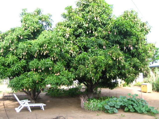 Mangob&auml;ume