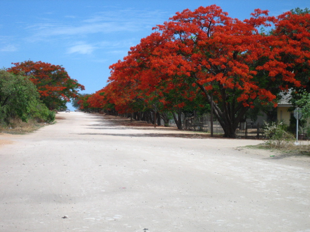 Fr&uuml;hlingsschmuck in Rundu