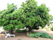 Mangob&auml;ume