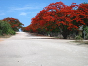 Fr&uuml;hlingsschmuck in Rundu