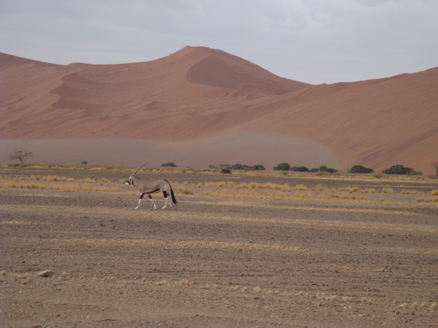 Oryx bei Sossusvlei