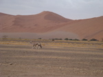 Oryx bei Sossusvlei