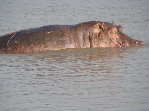 South Luangwa National Park 1