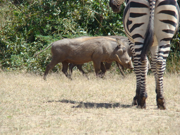 South Luangwa NP 9