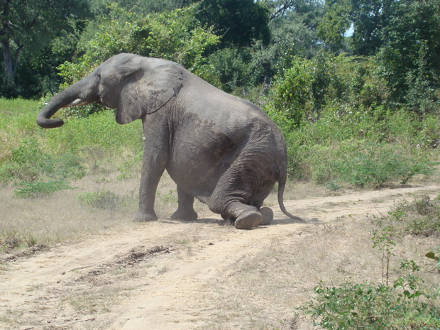 South Luangwa NP 10