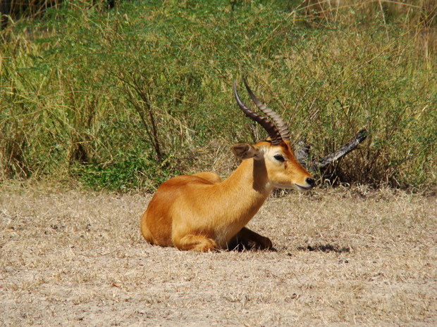 South Luangwa NP 5