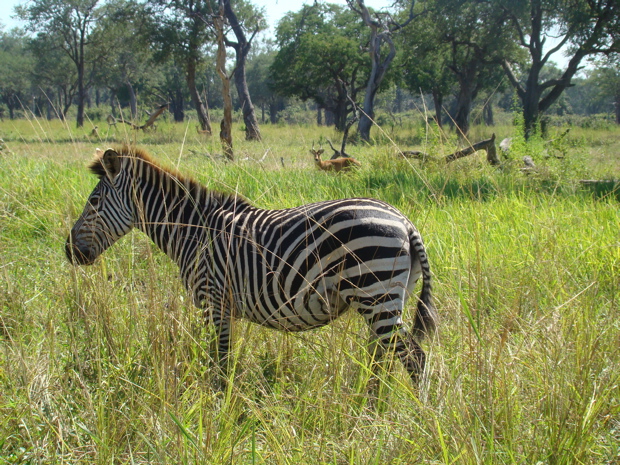South Luangwa NP 4