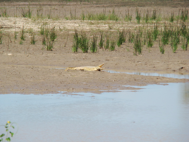 South Luangwa NP 7