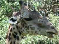 South Luangwa NP 8
