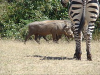 South Luangwa NP 9