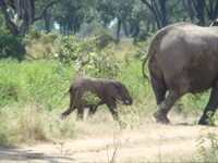 South Luangwa NP 11