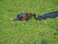 South Luangwa NP 2