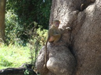 South Luangwa NP 3