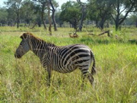 South Luangwa NP 4