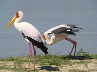 South Luangwa NP 6