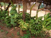 Banana Road 1