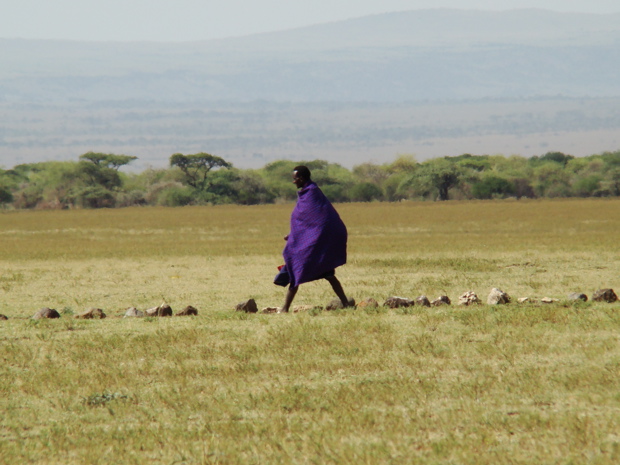 Massai Hirte