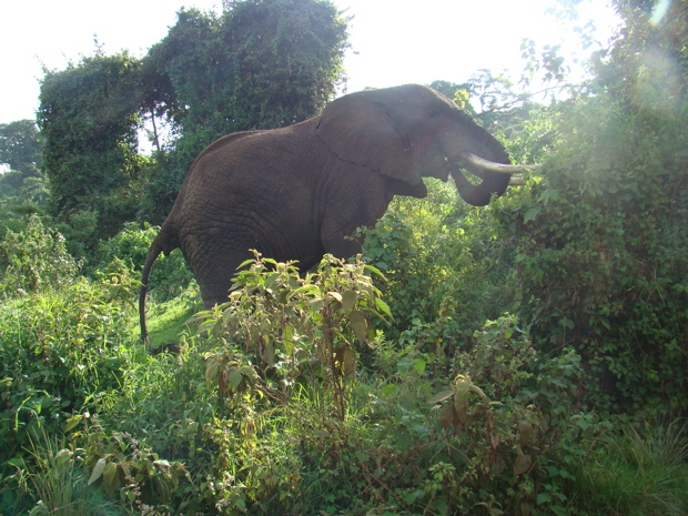 Elefant im Regenwald